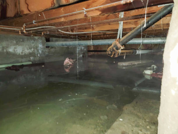 Best Basement water damage restoration  in Mount Airy, NC